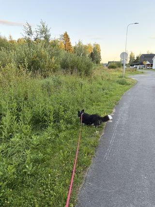 A black and white corgi cardigan on an evening walk in suburban neighborhood.