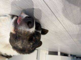 A black and white corgi cardigan making a funny face.
