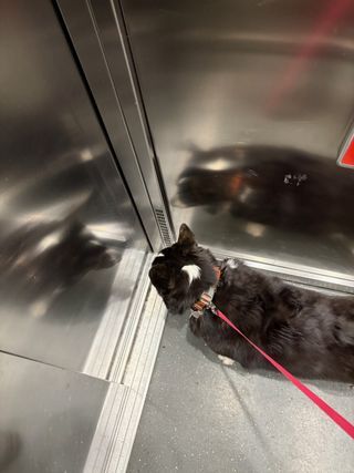 A black and white corgi cardigan eagerly awaiting the elevator door to open to go for a walk.