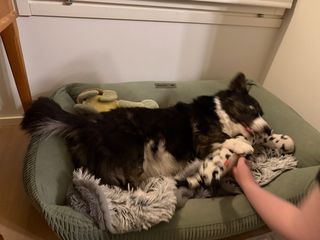 A black and white corgi cardigan playing like crazy in her do bed in this pretty unsharp photo.
