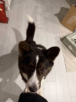 A black and white corgi cardigan jumping up the photographer's leg.