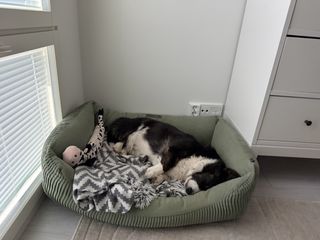 A black and white corgi cardigan sleeping in her bed.