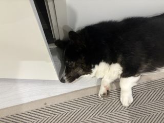 A black and white corgi cardigan lying very close to a room's door.