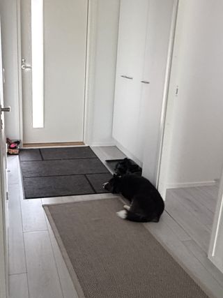 A black and white corgi cardigan waiting for someone to come home.