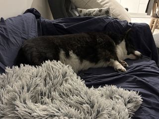 A black and white corgi cardigan sleeping on a couch.