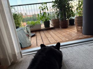 A black and white corgi cardigan lying in front of a balcony door and watching outside. There are lot of potted plants on the balcony visible.