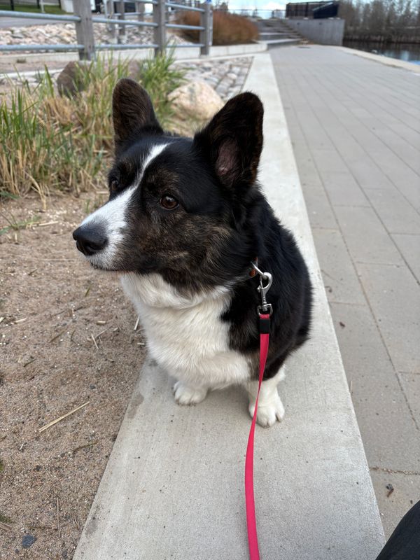 A black and white corgi sitting on a low wall outside and looking past the camera. She is looking kind of tense.
