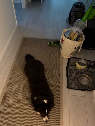 A black and white corgi cardigan lying on the floor and block access to the grocery bags.