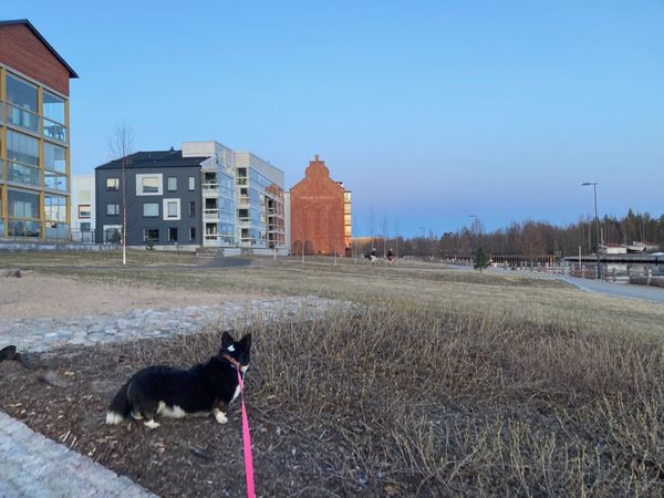 A black and white corgi cardigan standing on a patch of grass. There are some residental buildings in the background.