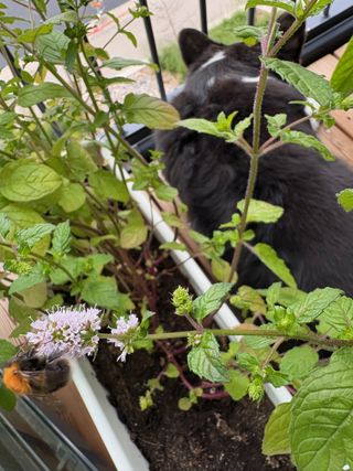 A black and white corgi cardigan watching down from a balcony, photographed from behind through a flowering mint plant. A bumblebee is visible looking for nectar.