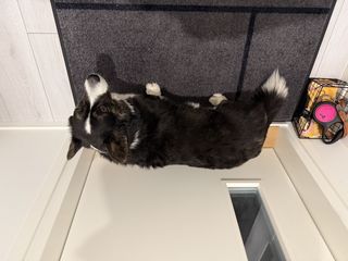 A black and white corgi cardigan waiting for me to get ready to go on a walk.
