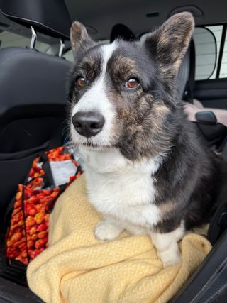 A black and white corgi cardigan sitting on the back bench of the car.