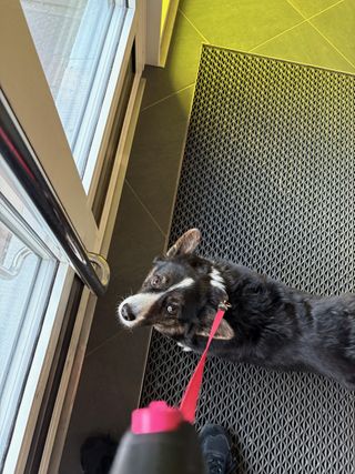 A black and white corgi cardigan waiting patiently for the photographer to open the door. She's watching into the camera.