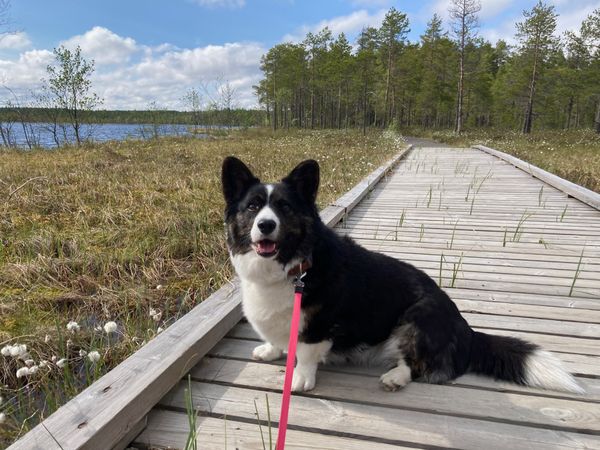 A black and white corgi sitting on a platform in a boggy landscape. There is a little lake in the background and a small forest as well.