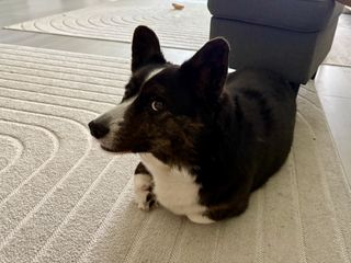 A black and white corgi cardigan making a face.