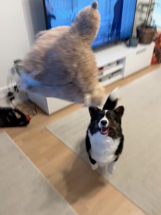 A black and white corgi cardigan jumping up towards a toy thrown at her.