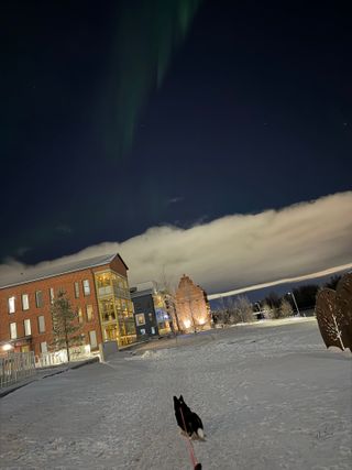 A black and white corgi cardigan is standing in a snowy, urban environment. In the background you faintly see some northern lights.