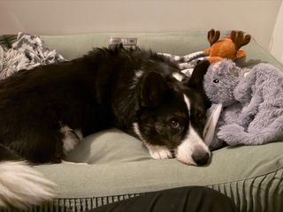 A black and white corgi cardigan lying in her dog bed, surrounded by toys.
