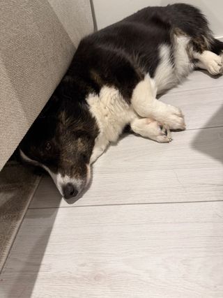 A black and white corgi cardigan lying next to and with her head under a couch.