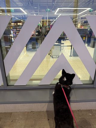 A black and white corgi cardigan standing on her back legs and watching through a supermarktet's window, looking out for her mom.
