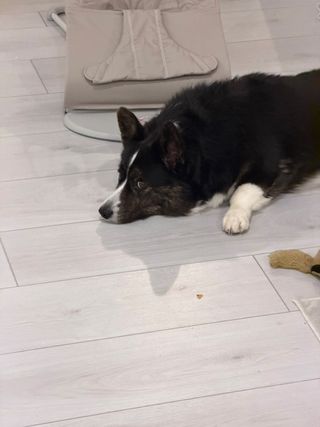 A black and white corgi cardigan lying in front off a baby's chair an looking at the camera from the side.