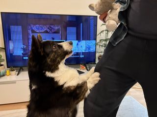 A black and white corgi cardigan standing upright with her front paws against a man's leg. She's trying to grab a dog toy.