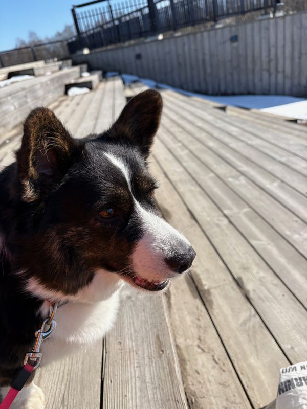 A close-up photograph of a black and white corgi sitting on a wooden staircase outside.