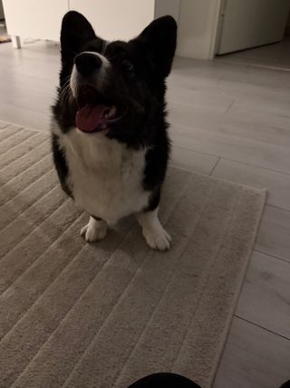 A black and white corgi cardigan smiling up at her play mate.