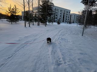 A black and white corgi cardigan running on a snowy path towards the camera.