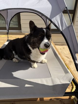 A black and white corgi cardigan with a ball in her mouth in her tent outside on the terrace.