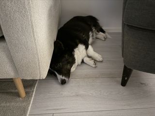 A black and white corgi cardigan lying next to and with her head under a couch.