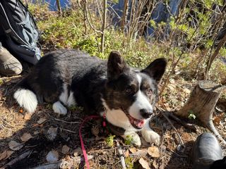 A black and white corgi cardigan lying on the forest floor, taking a break and smiling into the camera.
