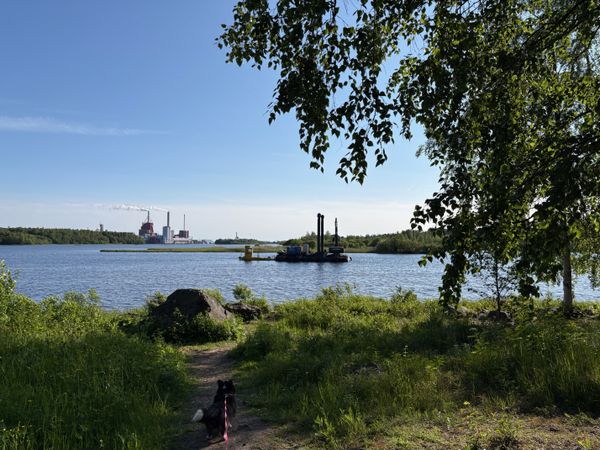A black and white corgi cardigan checking out a float with an excavator on it that is swimming in the waters around the Pikisaari island in Oulu. There is lots of nature but also an industrial area in the background.