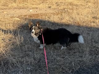 A black and white corgi cardigan standing in an overgrown yard staring back at the camera.