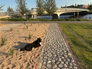 A black and white corgi cardigan playing in the sand. She is smiling towards the camera and her nose is sandy.