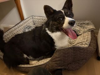 A black and white corgi cardigan sitting in her dog bed and watching happily at the camera.
