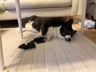 A black and white corgi cardigan lying under the couch table looking somewhat suspiciously at the camera out of the corner of her eyes.