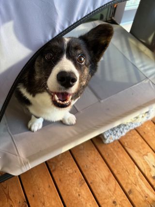 A black and white corgi cardigan watching out from under the tent of her dog bed. She smiles into the camera.