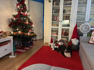A black and white corgi cardigan lying on a red carpet next to a Christmas tree and in front of a bunch of elves.