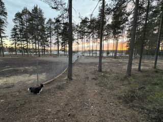 A black and white corgi cardigan running around in a dog park.