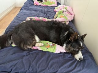 A black and white corgi cardigan lying on a blanket, looking kind of grumpy.