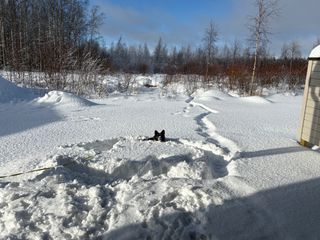 A black and white corgi cardigan playing in the deep snow.