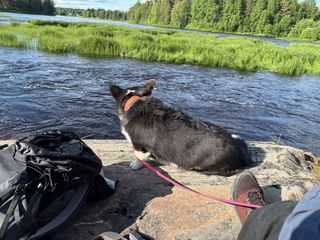 A black and white corgi cardigan watching down from a stone onto a flowing river. There is a backpack to her left and a hiking show behind her. Ther are lots of green trees in the background.