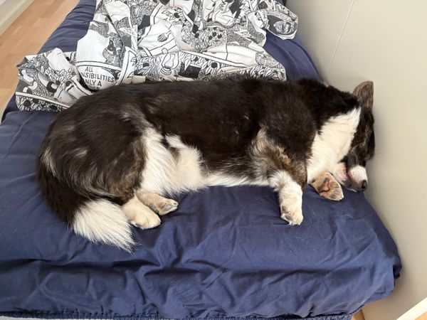 A black and white corgi sleeping on a guest bed with her head right against the sliding door which is right next to the bed.