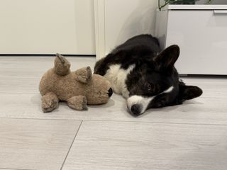 A black and white corgi cardigan lying next to a dog toy.