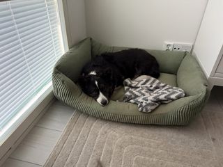 A black and white corgi cardigan lying in her bed and watching straight at the camera.