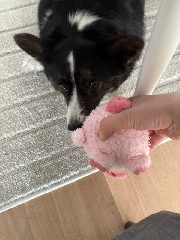 A black and white corgi playing tug with a round, pink pig toy.