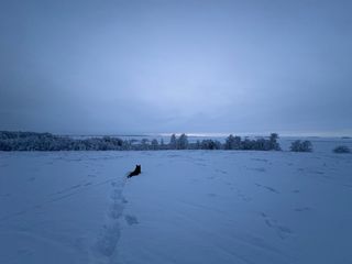 A black and white corgi cardigan in a snowy field, looking out onto the baltic sea in the background.