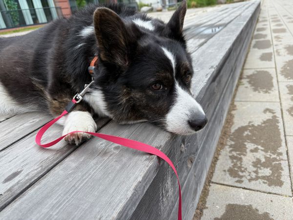 A black and white corgi resting on a wooden platform.