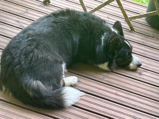 A black and white corgi lying on a terrace.